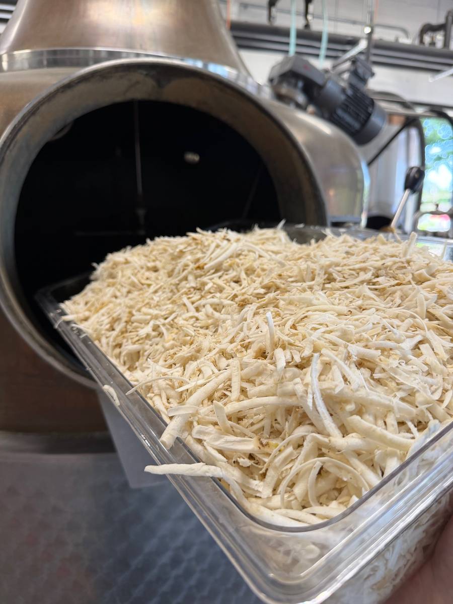 Fresh-shredded horseradish going into the still